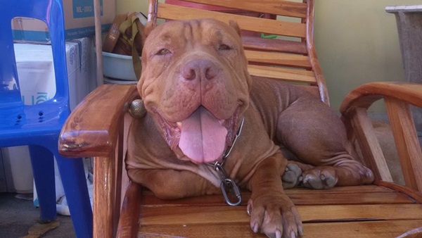 พิทบูลแสนรู้ เดินบิณฑบาตพร้อมพระ อย่างกับเด็กวัด