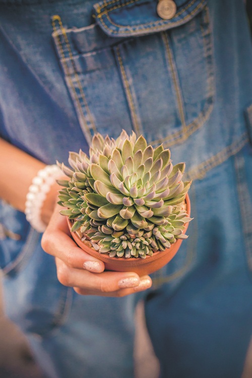 วิธีปลูกต้นแคคตัสพร้อมสูตรปุ๋ย สำหรับมือใหม่หัดปลูก