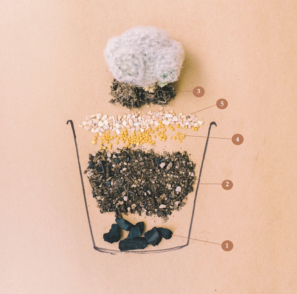 วิธีปลูกต้นแคคตัสพร้อมสูตรปุ๋ย สำหรับมือใหม่หัดปลูก