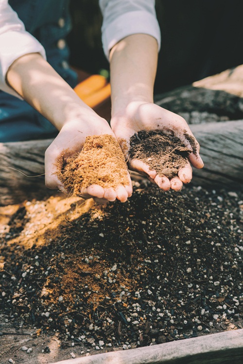 วิธีปลูกต้นแคคตัสพร้อมสูตรปุ๋ย สำหรับมือใหม่หัดปลูก