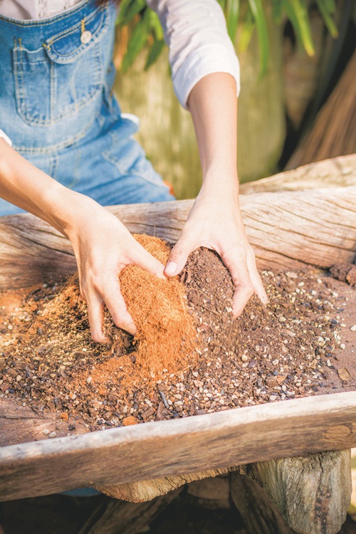 วิธีปลูกต้นแคคตัสพร้อมสูตรปุ๋ย สำหรับมือใหม่หัดปลูก