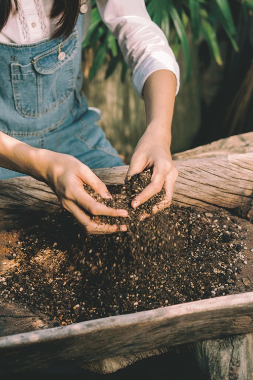 วิธีปลูกต้นแคคตัสพร้อมสูตรปุ๋ย สำหรับมือใหม่หัดปลูก