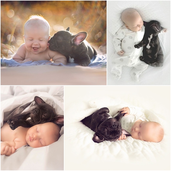 คู่บัดดี้สุดคิวท์ เมื่อเบบี๋กับบูลด็อกน้อยคิดว่าตัวเองเป็นพวกเดียวกัน 