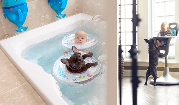 คู่บัดดี้สุดคิวท์ เมื่อเบบี๋กับบูลด็อกน้อยคิดว่าตัวเองเป็นพวกเดียวกัน 