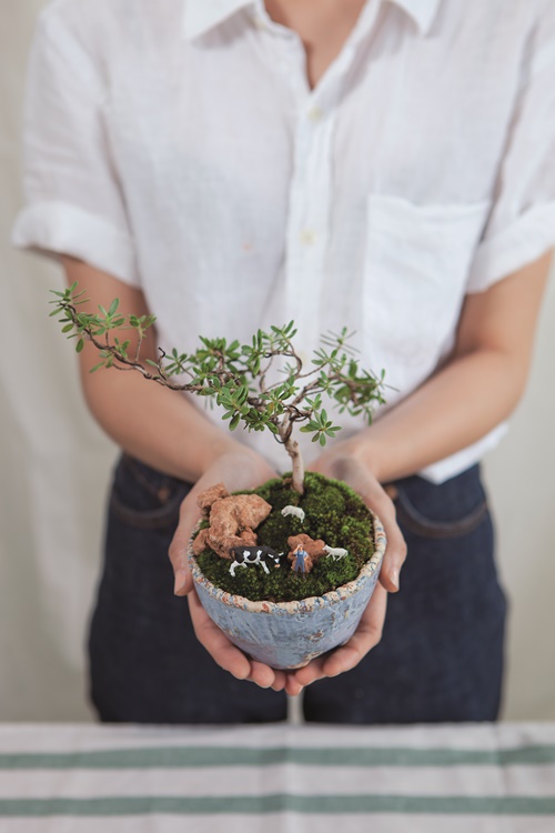 DIY จัดแต่งบอนไซจิ๋วลงกระถาง เพิ่มสีเขียวในบ้านด้วยสวนเล็ก ๆ 