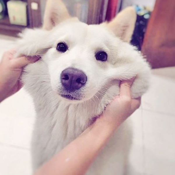หมาน่ารัก