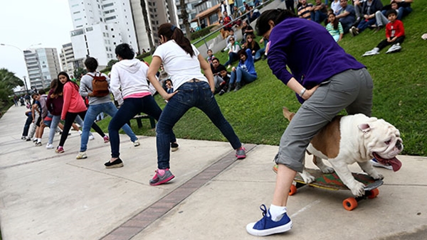 เจ้าบูลด็อกนักสเก็ตบอร์ด