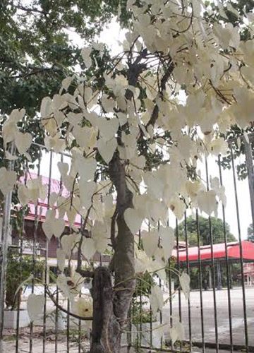 ต้นโพธิ์สีขาว