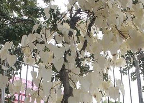 ต้นโพธิ์สีขาว