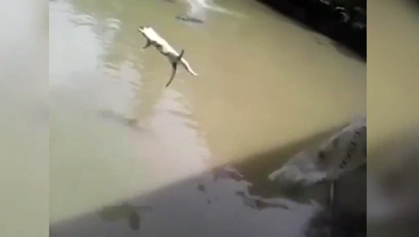 คลิปสลด จับแมวโยนลงให้จระเข้กินทั้งเป็น ตะกายหนีสุดชีวิต