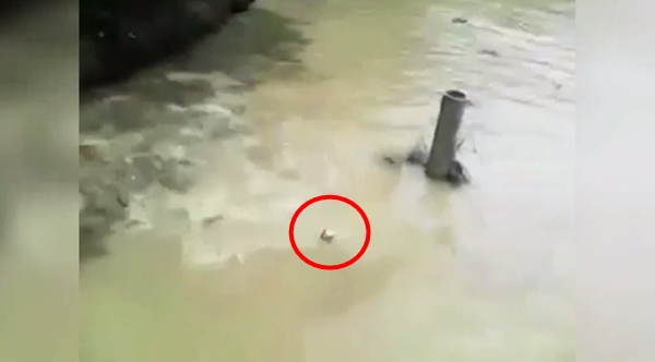 คลิปสลด จับแมวโยนลงให้จระเข้กินทั้งเป็น ตะกายหนีสุดชีวิต