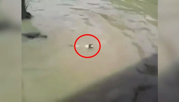 คลิปสลด จับแมวโยนลงให้จระเข้กินทั้งเป็น ตะกายหนีสุดชีวิต