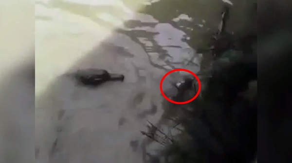 คลิปสลด จับแมวโยนลงให้จระเข้กินทั้งเป็น ตะกายหนีสุดชีวิต