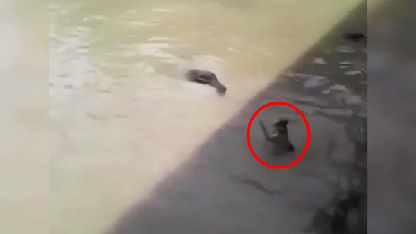 คลิปสลด จับแมวโยนลงให้จระเข้กินทั้งเป็น ตะกายหนีสุดชีวิต