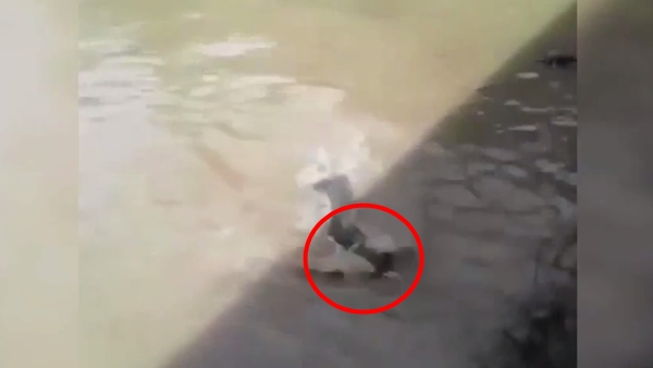 คลิปสลด จับแมวโยนลงให้จระเข้กินทั้งเป็น ตะกายหนีสุดชีวิต