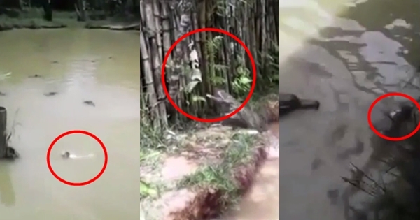 คลิปสลด จับแมวโยนลงให้จระเข้กินทั้งเป็น ตะกายหนีสุดชีวิต