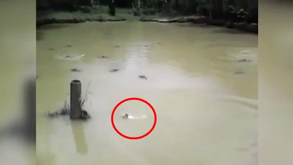 คลิปสลด จับแมวโยนลงให้จระเข้กินทั้งเป็น ตะกายหนีสุดชีวิต