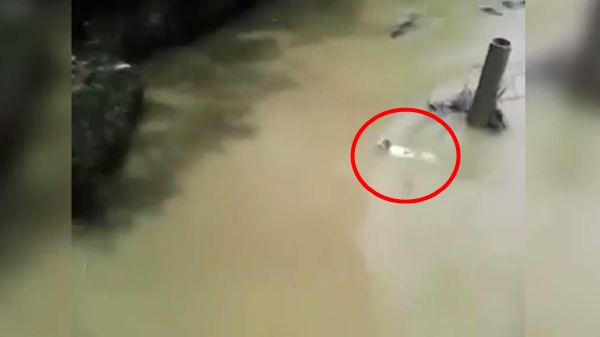 คลิปสลด จับแมวโยนลงให้จระเข้กินทั้งเป็น ตะกายหนีสุดชีวิต