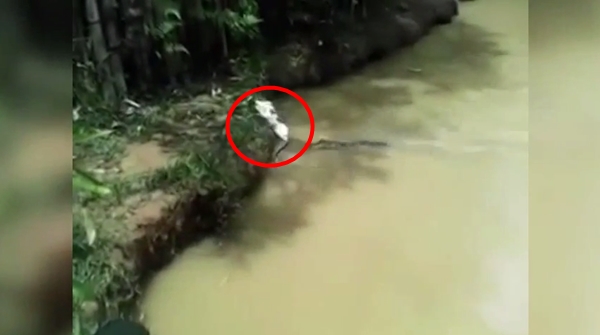 คลิปสลด จับแมวโยนลงให้จระเข้กินทั้งเป็น ตะกายหนีสุดชีวิต
