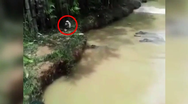 คลิปสลด จับแมวโยนลงให้จระเข้กินทั้งเป็น ตะกายหนีสุดชีวิต