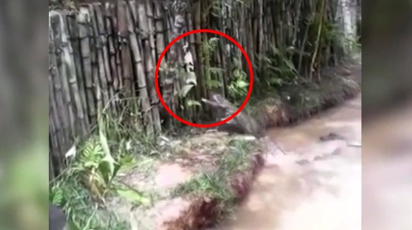 คลิปสลด จับแมวโยนลงให้จระเข้กินทั้งเป็น ตะกายหนีสุดชีวิต