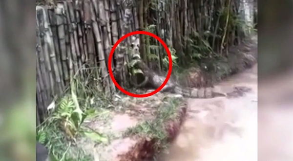 คลิปสลด จับแมวโยนลงให้จระเข้กินทั้งเป็น ตะกายหนีสุดชีวิต