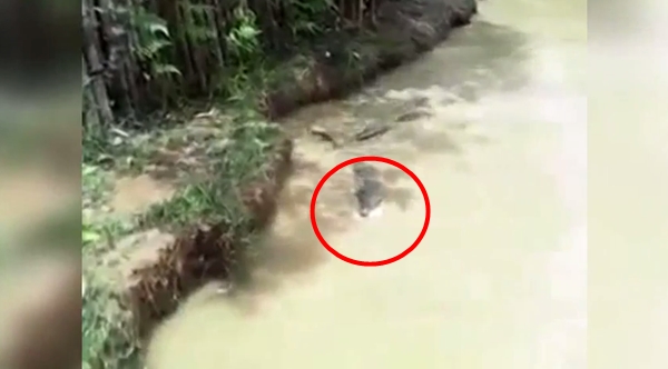 คลิปสลด จับแมวโยนลงให้จระเข้กินทั้งเป็น ตะกายหนีสุดชีวิต
