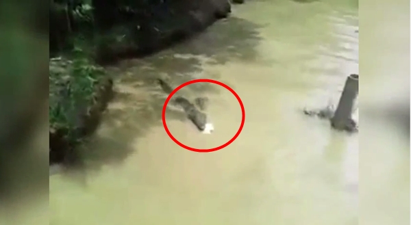 คลิปสลด จับแมวโยนลงให้จระเข้กินทั้งเป็น ตะกายหนีสุดชีวิต