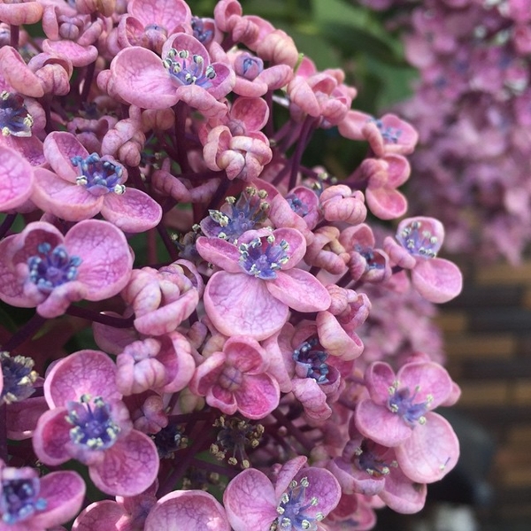 ภาพถ่าย IG ดารา