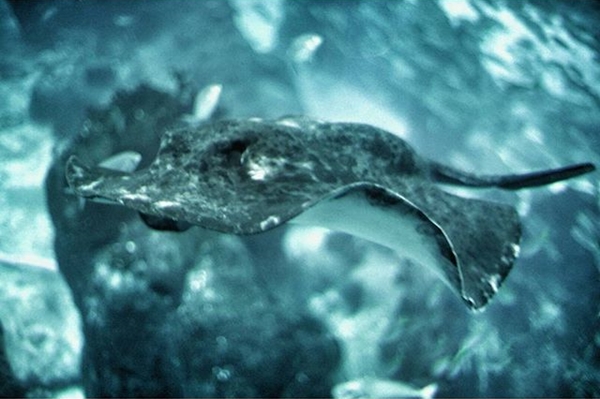 ภาพถ่าย IG ดารา