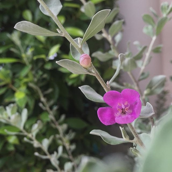 ภาพถ่าย IG ดารา