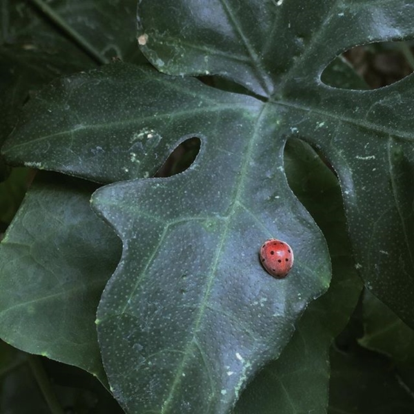 ภาพถ่าย IG ดารา