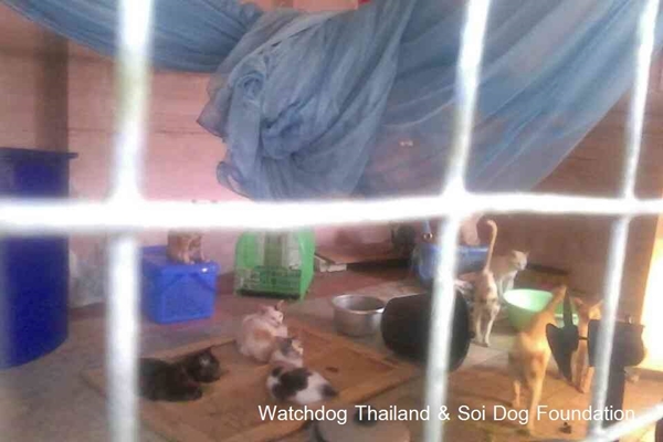 เจ้าของบ้านเช่างัดห้องปล่อยหมาขย้ำแมวตาย