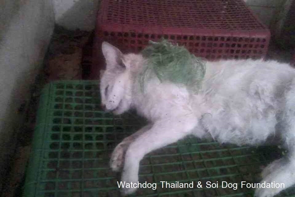 เจ้าของบ้านเช่างัดห้องปล่อยหมาขย้ำแมวตาย