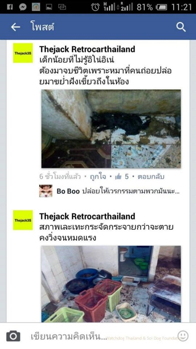เจ้าของบ้านเช่างัดห้องปล่อยหมาขย้ำแมวตาย