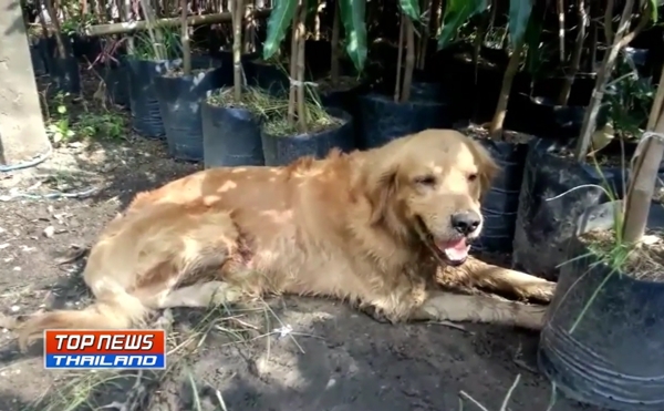 ช่วยสุนัขโดนทำร้าย