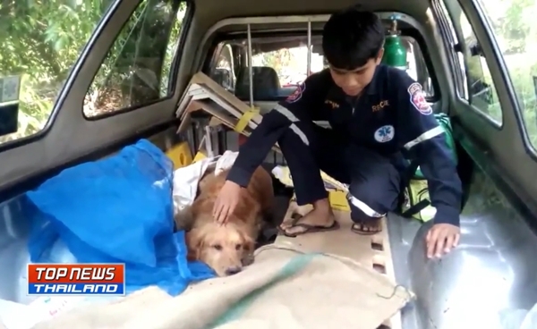 ช่วยสุนัขโดนทำร้าย