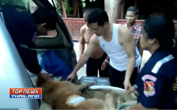 ช่วยสุนัขโดนทำร้าย