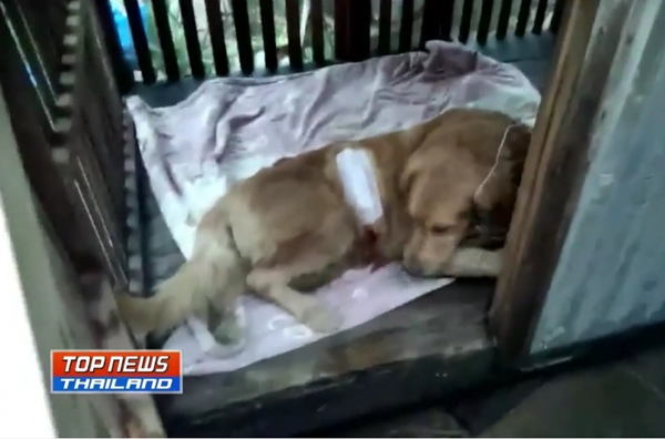 ช่วยสุนัขโดนทำร้าย