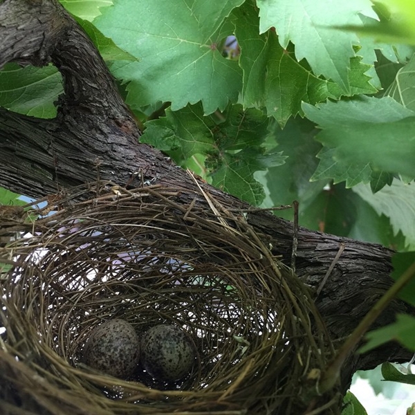 บ้านไก่ สมพล