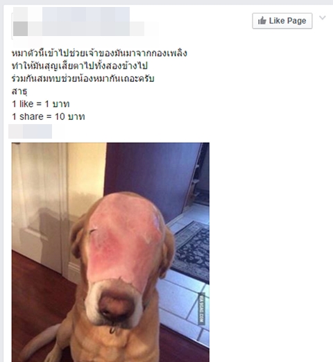 ไปกันใหญ่ !! แชร์เพียบหมาน่าสงสารถูกไฟลวกตาบอด ที่แท้แค่แฮมปิดหน้า