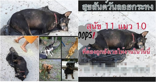 แชร์ว่อน หมา-แมวถูกจับยัดถุงดำโยนลงคลองข้างวัด เคลียร์พื้นที่จัดงานลอยกระทง 
