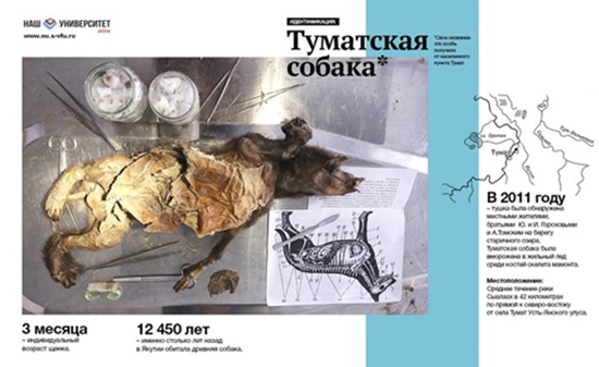 ตะลึง นี่คือมัมมี่สุนัขสภาพสมบูรณ์เก่าแก่ที่สุดในโลก อายุ 12,450 ปี !!!