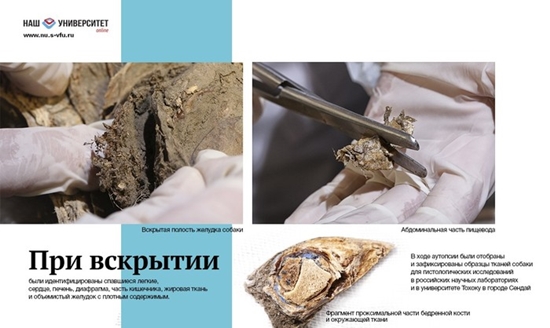 ตะลึง นี่คือมัมมี่สุนัขสภาพสมบูรณ์เก่าแก่ที่สุดในโลก อายุ 12,450 ปี !!!