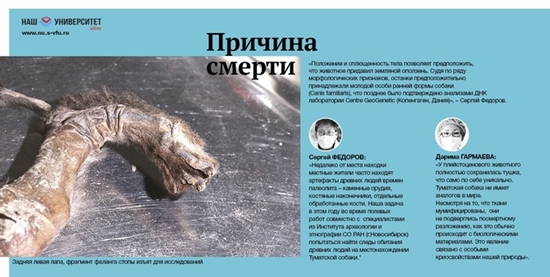 ตะลึง นี่คือมัมมี่สุนัขสภาพสมบูรณ์เก่าแก่ที่สุดในโลก อายุ 12,450 ปี !!!