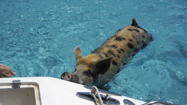 เกาะหมู บาฮามาส