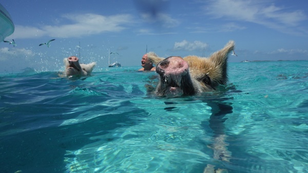เกาะหมู บาฮามาส