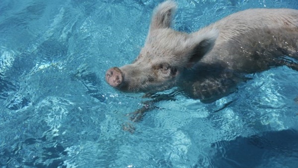 เกาะหมู บาฮามาส