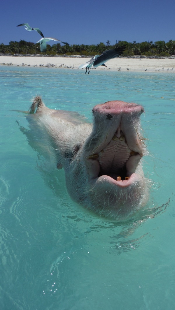 เกาะหมู บาฮามาส