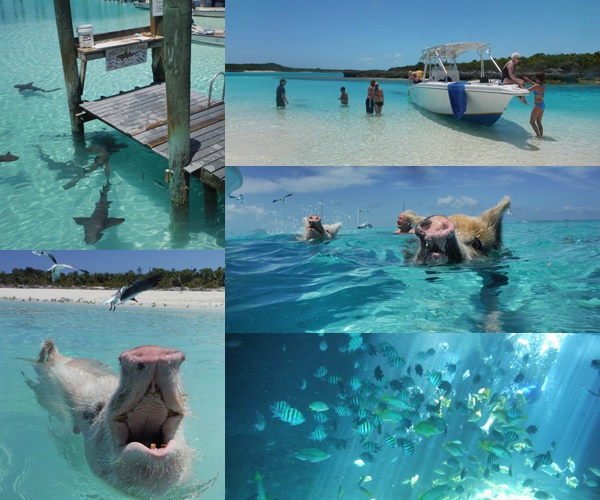 เกาะหมู บาฮามาส